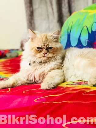 Persian cat